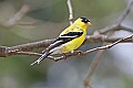 _MG_9364 male goldfinch.jpg