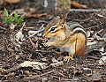 _MG_9377 chipmunk.jpg