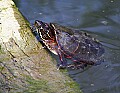 _MG_9383 painted turtle.jpg