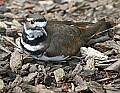 _MG_9407 killdeer.jpg