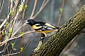 _MG_9433 baltimore oriole.jpg