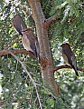 _MG_9453 cedar waxwings.jpg