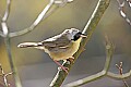 _MG_9515 common yellowthroat.jpg