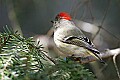 _MG_9517 ruby-crowned kinglet display.jpg