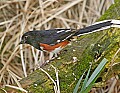 _MG_9526 eastern towhee.jpg