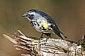 _MG_9566 myrtle warbler.jpg