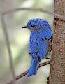 _MG_9570 eastern bluebird.jpg