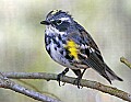 _MG_9598 myrtle warbler.jpg