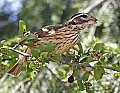 _MG_9613 female rose-breasted grosbeak.jpg