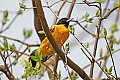 _MG_9634 male baltimore oriole.jpg