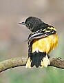 _MG_9644 male baltimore oriole.jpg