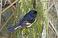 _MG_9654 american redstart.jpg