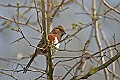 _MG_9666 female eastern towhee.jpg