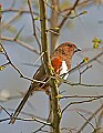 _MG_9669 female eastern towhee.jpg