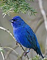 _MG_9674 indigo bunting male.jpg