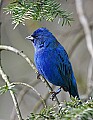 _MG_9682 male indigo bunting.jpg