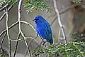 _MG_9689 male indigo bunting.jpg