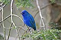 _MG_9695 indigo bunting.jpg