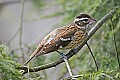 _MG_9718 female rose-breasted grosbeak.jpg