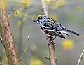 _MG_9733 chestnut-sided warbler.jpg