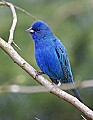 _MG_9737 male indigo bunting.jpg