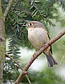 _MG_9767 ruby crowned kinglet.jpg