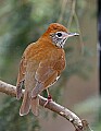 _MG_9796 wood thrush.jpg