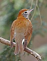 _MG_9800 wood thrush.jpg