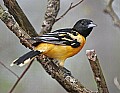 _MG_9804 baltimore oriole.jpg