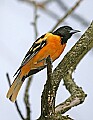 _MG_9830 male baltimore oriole.jpg