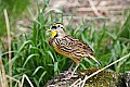 _MG_9835 meadowlark singing.jpg