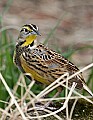 _MG_9852 meadowlark.jpg