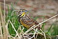 _MG_9860 meadowlark.jpg