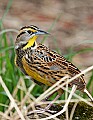 _MG_9862 meadowlark.jpg