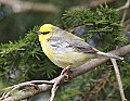 _MG_9868 blue-winged warbler.jpg