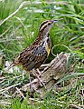 _MG_9873 meadowlark.jpg