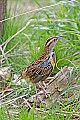 _MG_9874 meadowlark.jpg