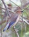 _MG_9880 cedar waxwing.jpg