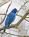 _MG_9894 indigo bunting.jpg