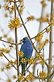 _MG_9941 indigo bunting.jpg