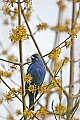 _MG_9943 male indigo bunting.jpg