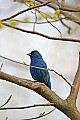 _MG_9955 indigo bunting.jpg