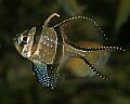 _MG_2778 saltwater fish.jpg