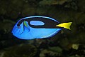 _MG_2779 saltwater fish.jpg