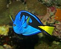 _MG_2782 saltwater fish.jpg