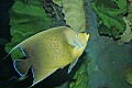 _MG_2825 fish.jpg