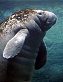 _MG_2883 manatee.jpg