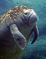 _MG_2889 manatee.jpg