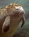 _MG_2892 manatee.jpg