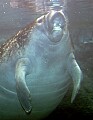 _MG_2924 manatee.jpg